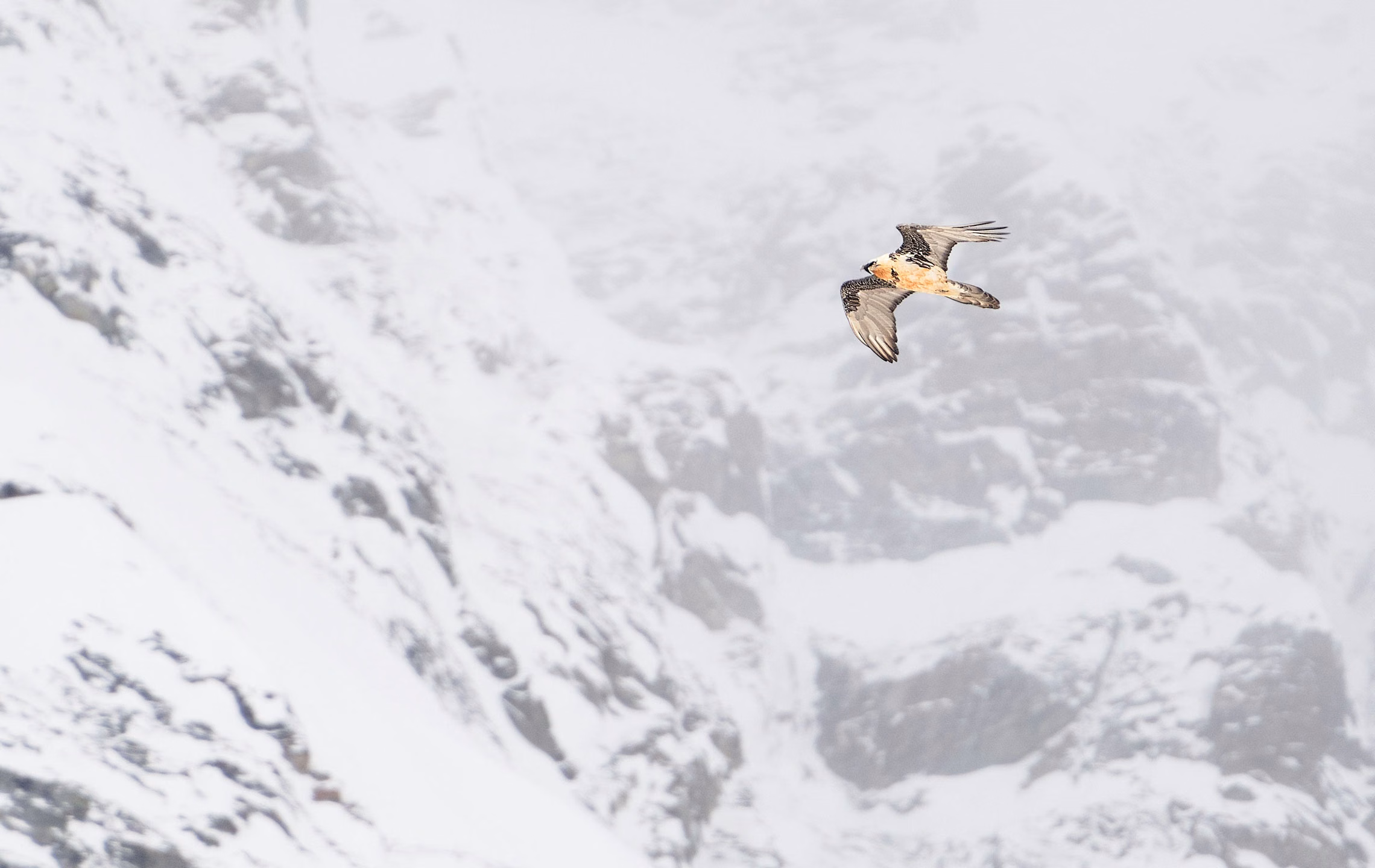 Gipeto nella tormenta di neve