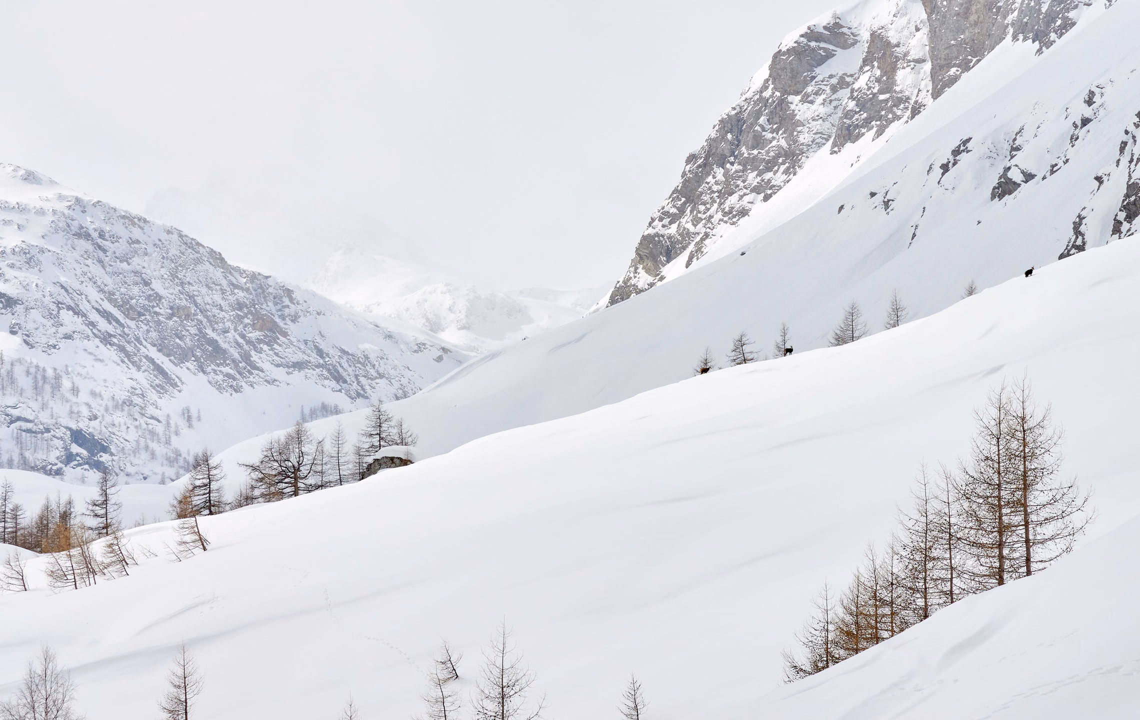 Paesaggio alpino innevato con camosci
