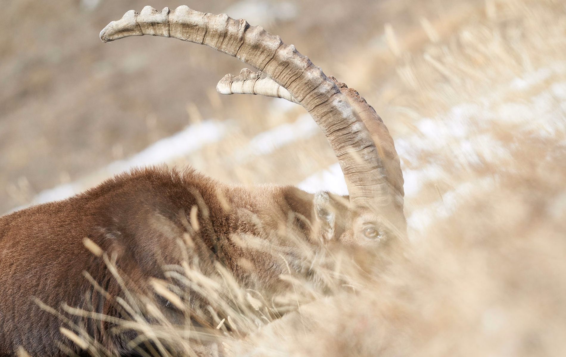 Stambecco delle Alpi bruca erba secca
