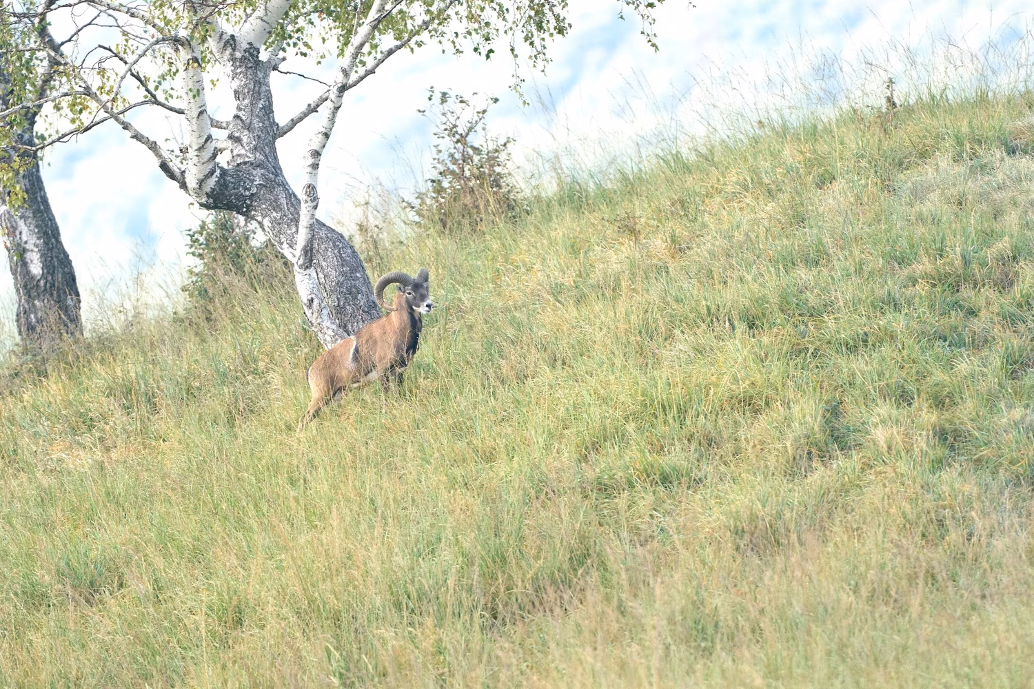 Prealpi Lariane